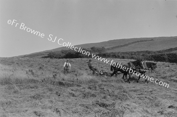 HARVEST TIME ON MOUNT SESKIN : WHERE 